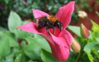 Bats, Bees and Blooms