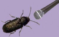The world of insect sounds
