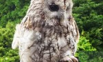 Owls have extraordinarily precise directional hearing abilities