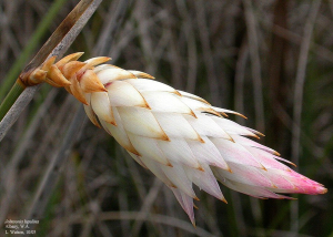 Johnsonia lupulina [3]