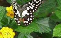 Climate Change and Wildlife