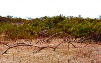 Mangroves  what they are and why they matter*