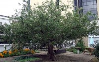 Newton's Apple Tree