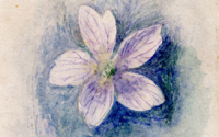 John Ruskin and Wild Flora - The Lancaster Drawings and Brantwood Gardens 