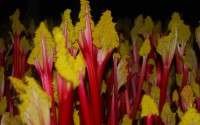 A Rhubarb trip to Wakefield !