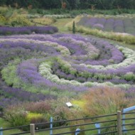 Visit to Yorkshire Lavender