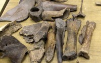 Animals in York: reflections on the zooarchaeological record