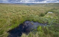 Climate Catastrophe - Peatlands to the rescue