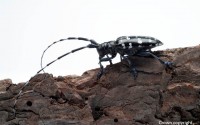 Alien Plant Pest Invasions: Are they an inevitability?