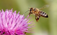 What's all the buzz about Bees?