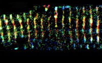 Engineering Light Microscopes: tools and tricks to see cellular detail