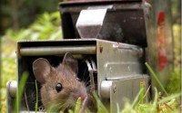 Faeces, hair and spit - how we measure the welfare of our wildlife and other animals