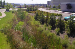 "What are Sustainable Drainage Solutions (SuDS), and their environmental benefits for cities like York?"