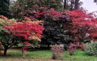 Cancelled - Visit to Castle Howard Arboretum